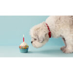 Gift Cards - For All Occassions!