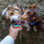 Frozen Goat - Canine Creamery - Image 2