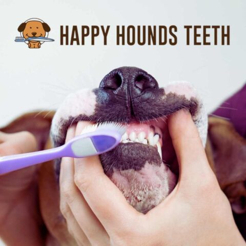 Teeth Cleaning Deposit (LAKESHORE STORE)