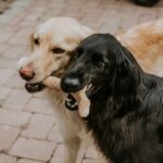 Canophera Wood Natural Dog Chew Stick - Image 4
