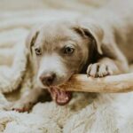 Canophera Wood Natural Dog Chew Stick - Image 3