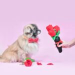 Zippy Paws - Bouquet of Roses