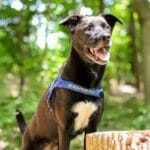 Quick Fit™ Dog Harness - EzyDog - Image 5