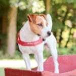 Quick Fit™ Dog Harness - EzyDog - Image 3