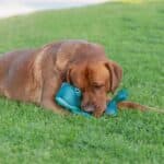 Chill Seeker Cooling Pals Toys - Image 6